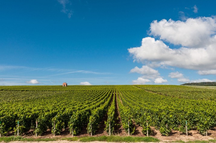 The Best Wine Regions in France