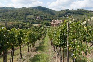 The hills of Chianti are blanketed in vineyards