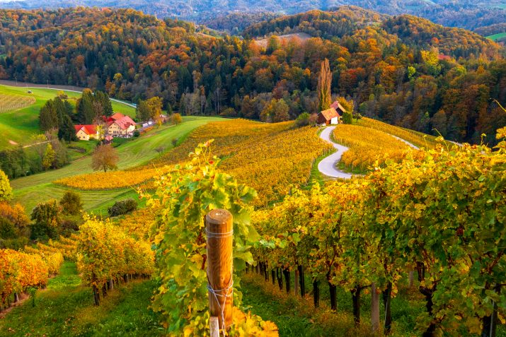 3 Key Wine Regions of Slovenia