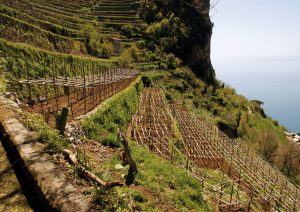 The steep hillsides at Marisa Cuomo winery 