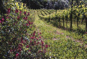 The vineyards of Tenuta Cocci Grifoni