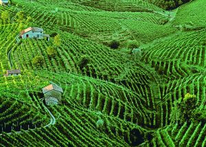 The rolling Prosecco hills of Conegliano-Valdobbiadene, UNESCO World Heritage Listed