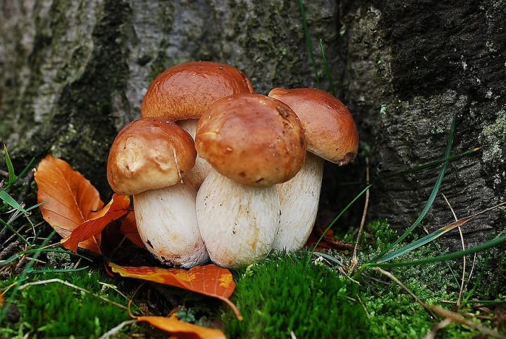 Italy’s Mushroom Obsession