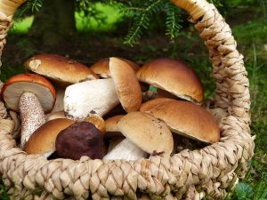Porcino mushrooms in a basket