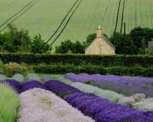 Varieties of Lavender in the Cotswolds, UK