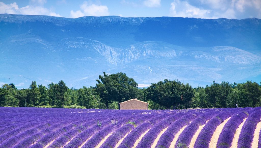 Beautiful lavender fields in Provence, France