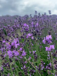 The scent of lavender fills the air