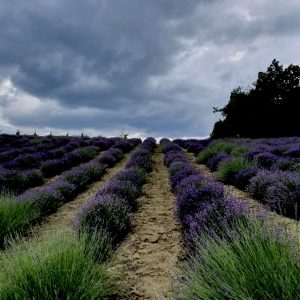 A storm brews over the Lavender fields of Italy