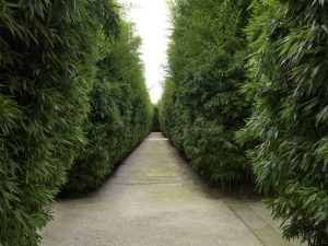 Labirinto della Masone-Bamboo