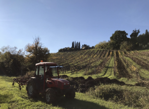 The vineyards of Podere La Marronaia