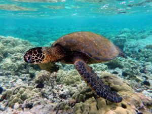 Discover turtles at Heron Island - photo curtesy of Brocken Inaglory