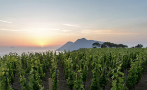 Sunset over the vineyards at Tenuta di Castellaro winery