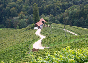 A heart-shaped road in the vineyards of Špičnik