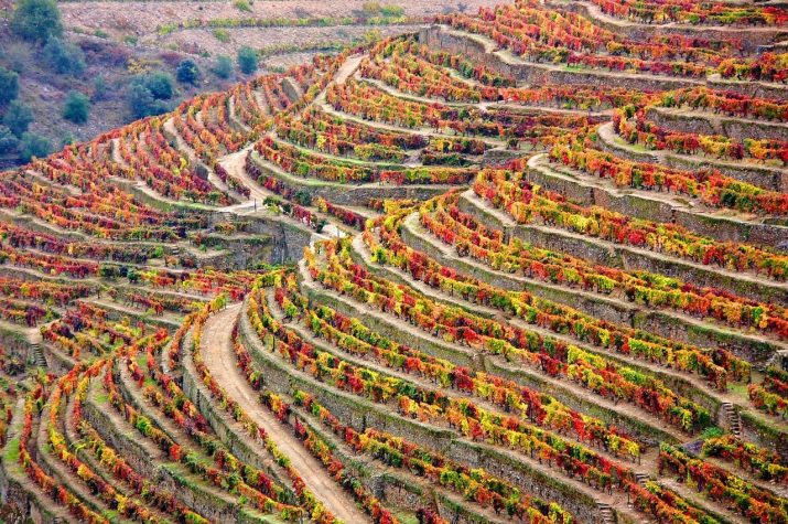 Discover Portugal’s amazing Douro Valley wine region