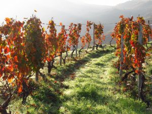 Wine growing in the Douro Valley