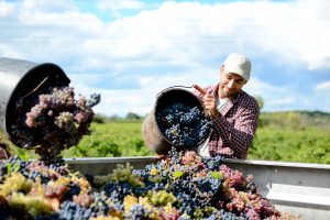 handsome young man winemaker in his vineyard during wine harvest emptying a grape bucket in tractor trailer