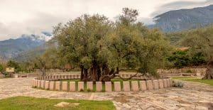 The oldest olive oil tree in the world - over 2000 years old