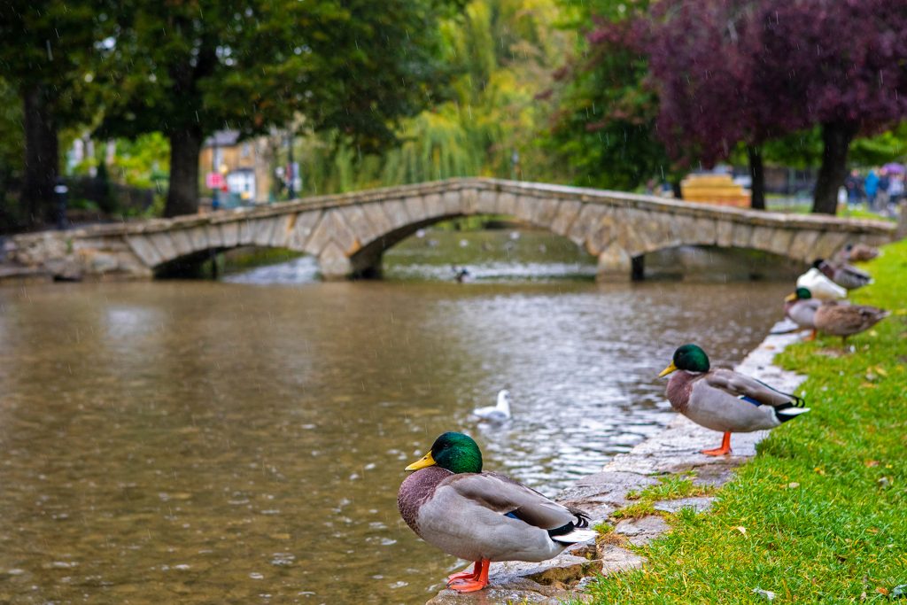 Ducks relaxing on the banks of the River Windrush in the village of Bourton-on-the-Water