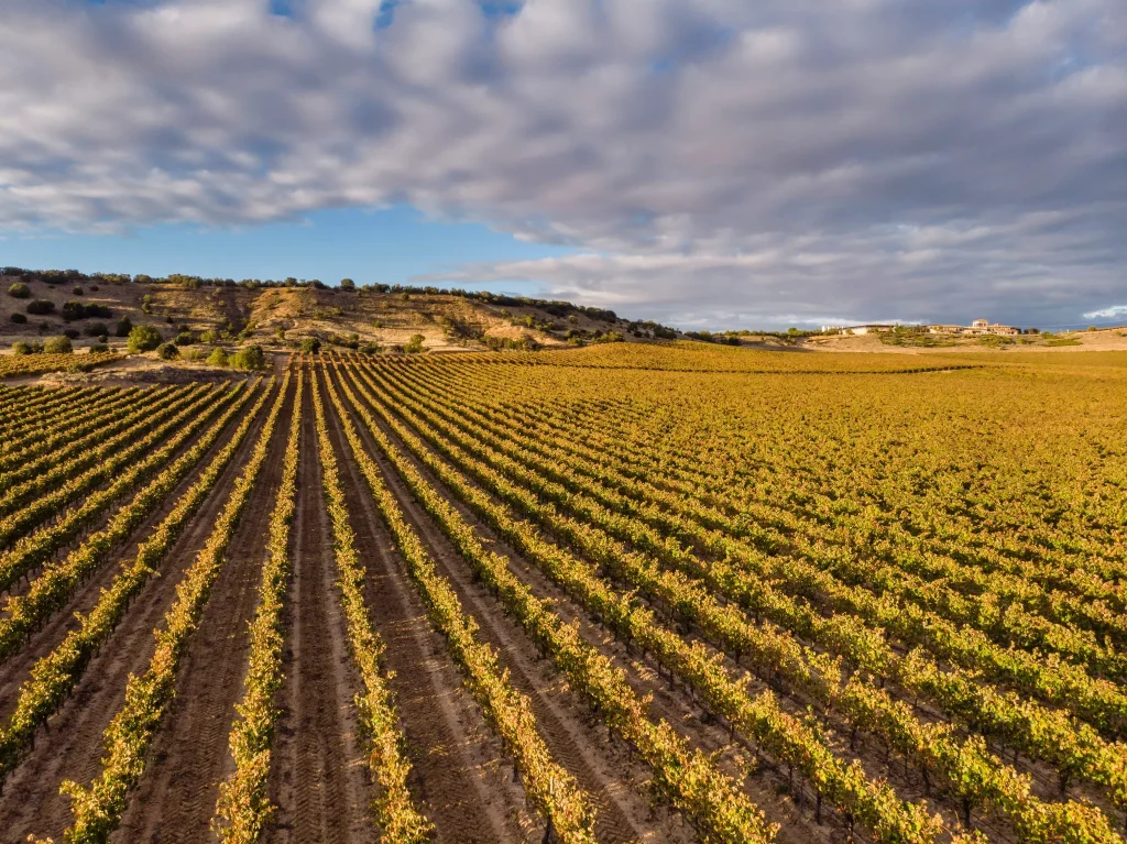 Vineyards near Aranda de Duero Spain